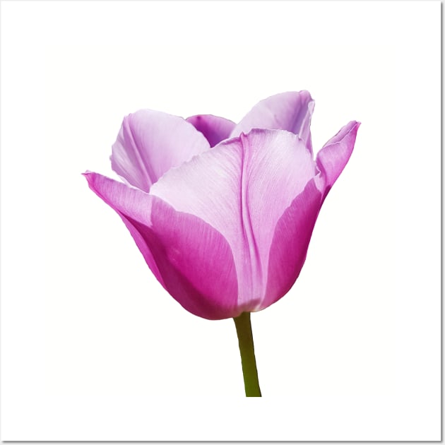 Mauve Tulip Floral Photo Wall Art by ellenhenryart